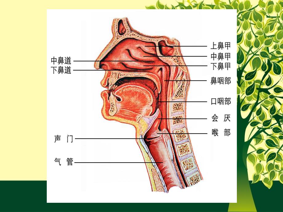 支气管镜检查与治疗的应用解剖学基础及正常支气管的镜下所见_第4页