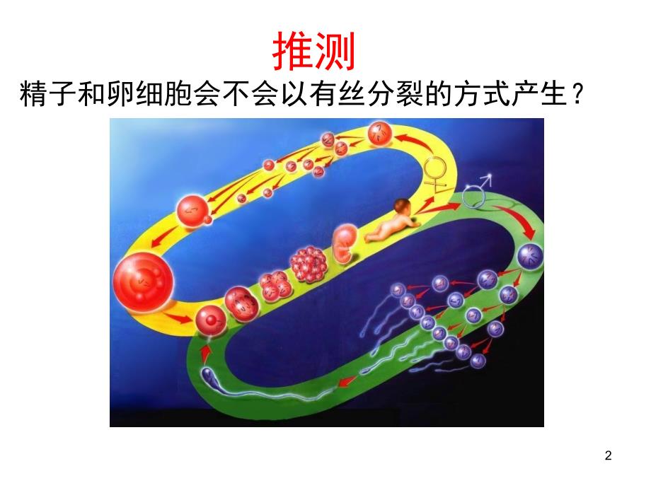 精子与卵细胞的形成课堂PPT_第2页