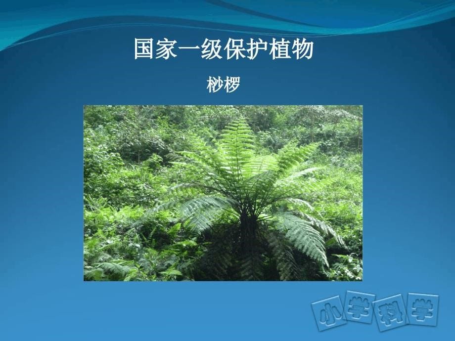 三年级上科学课件保护植物首师大版_第5页