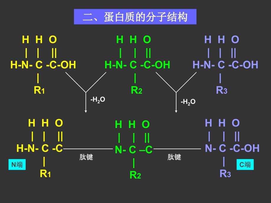 《蛋白质与核酸》PPT课件_第4页