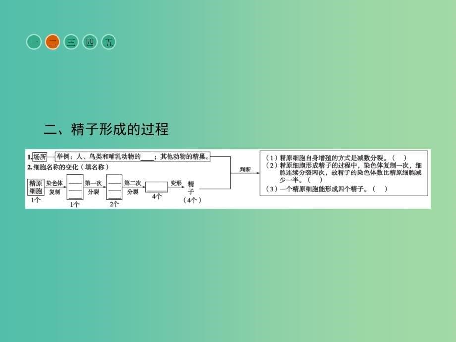 高中生物第2章基因和染色体的关系第1节减数分裂和受精作用课件新人教版.ppt_第5页