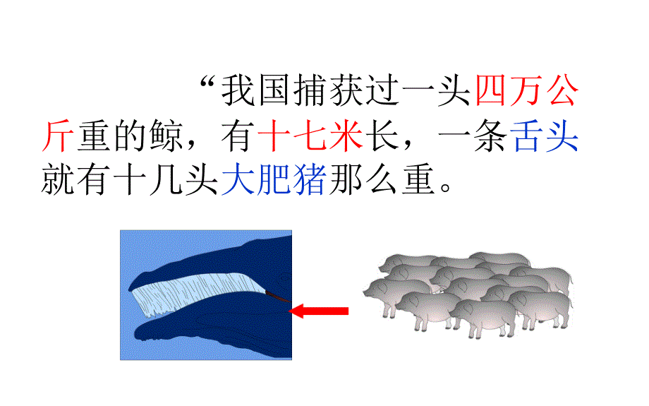 《鲸》微课课件_第3页