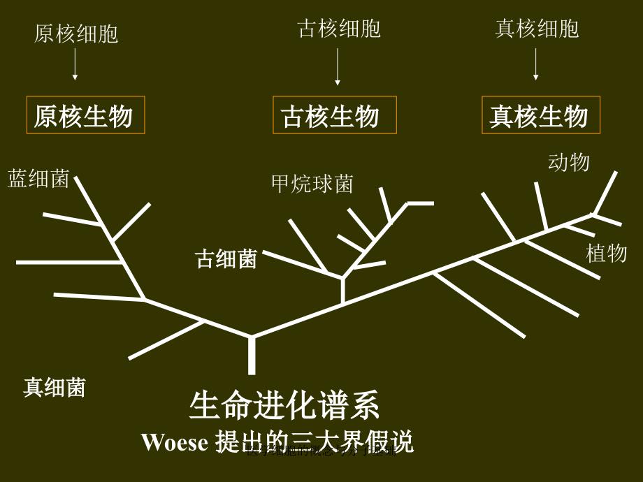 医学细胞的概念与分子基础课件_第3页