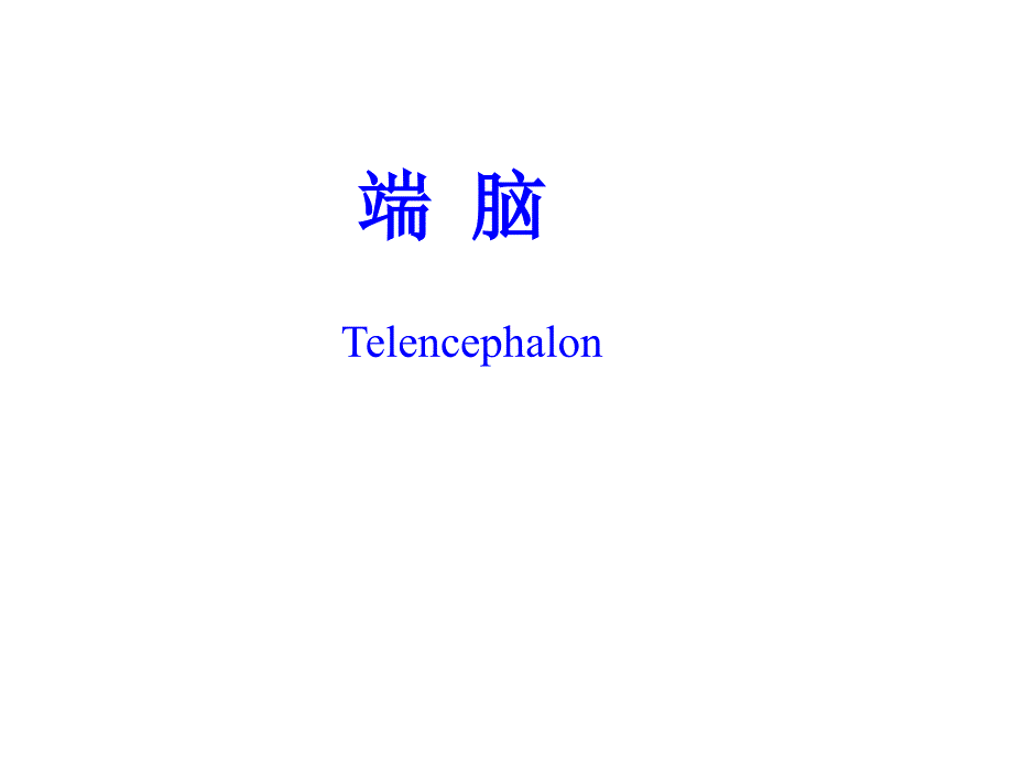 人体解剖学：端脑_第1页