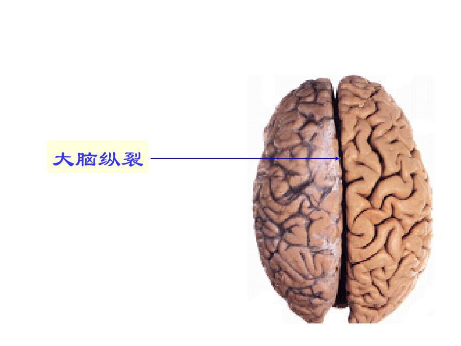 人体解剖学：端脑_第3页