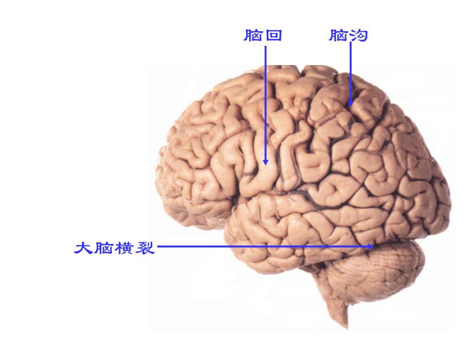 人体解剖学：端脑_第4页