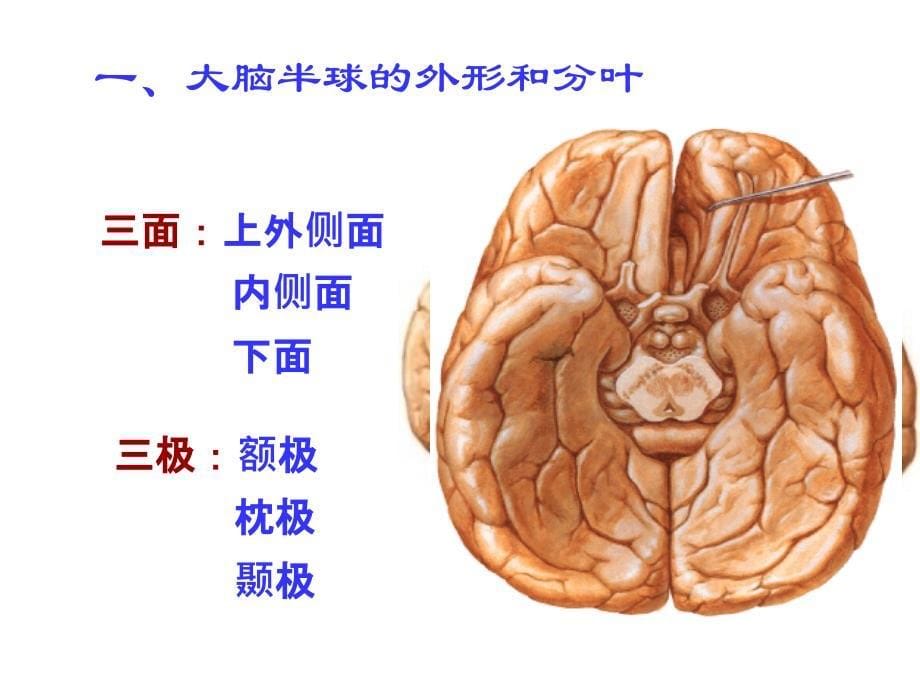 人体解剖学：端脑_第5页