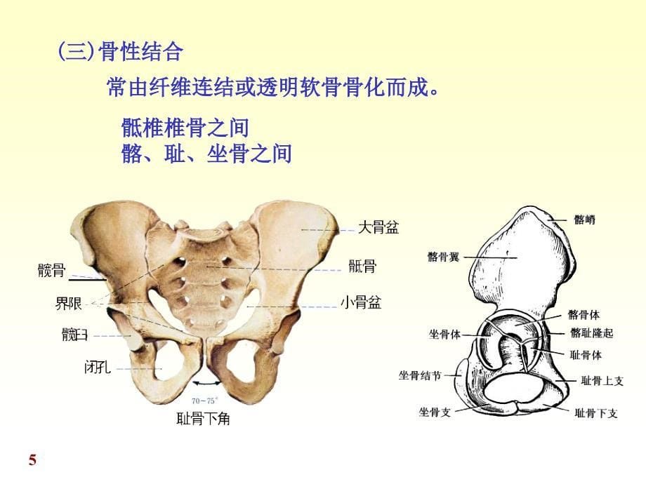 系统解剖学课件：chapter02关节学_第5页