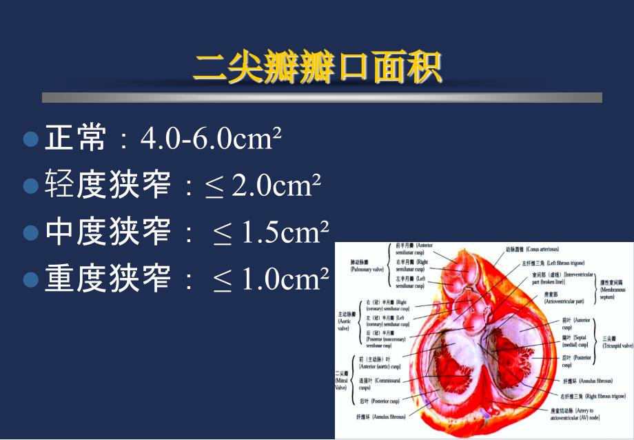 诊断学课件：心血管检查_第3页