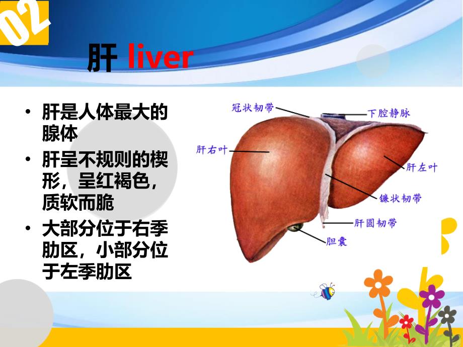 肝的组织结构和功能_第2页