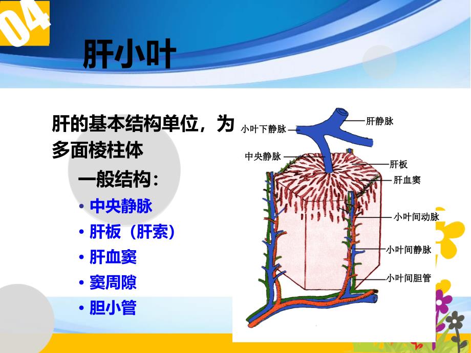 肝的组织结构和功能_第4页