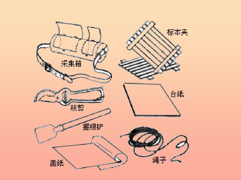 2022四年级科学上册2.2制作植物标本课件2新人教版_第4页