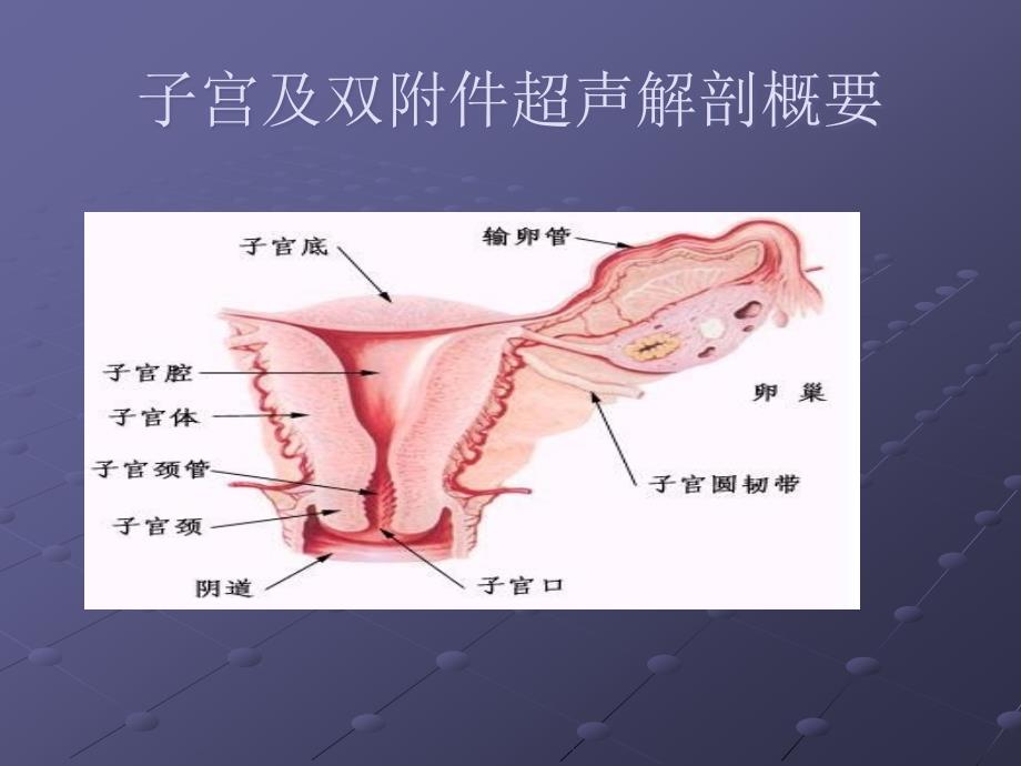 正常子宫及双附件的超声基础知识ppt课件_第3页