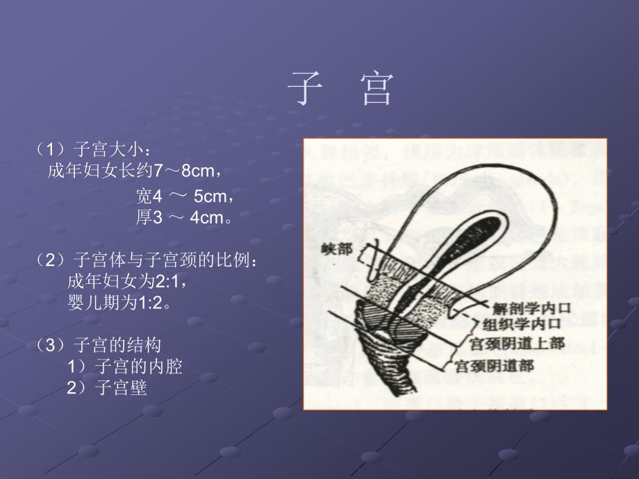 正常子宫及双附件的超声基础知识ppt课件_第4页