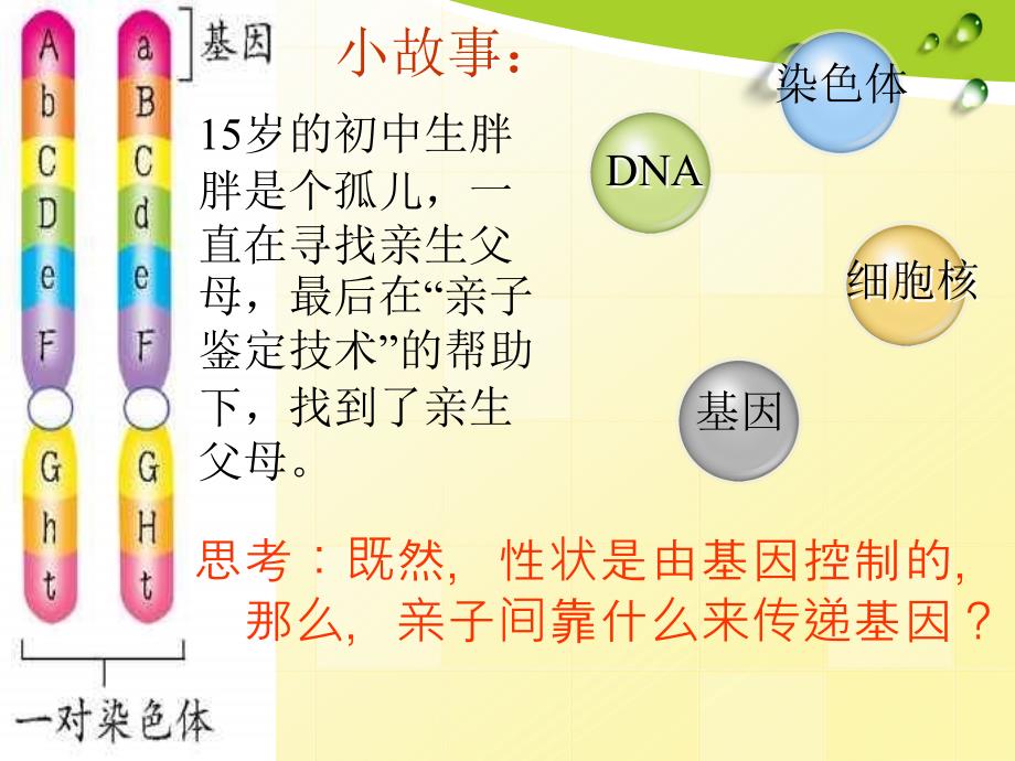 172基因在亲子代之间的传递_第2页