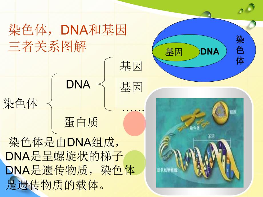 172基因在亲子代之间的传递_第3页