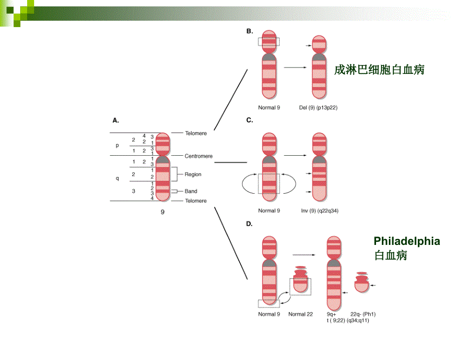 实验七染色体显带技术_第4页