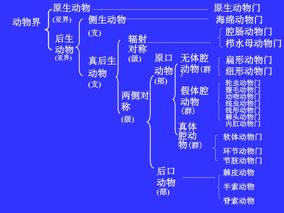 动物生物学：棘皮动物门_第1页