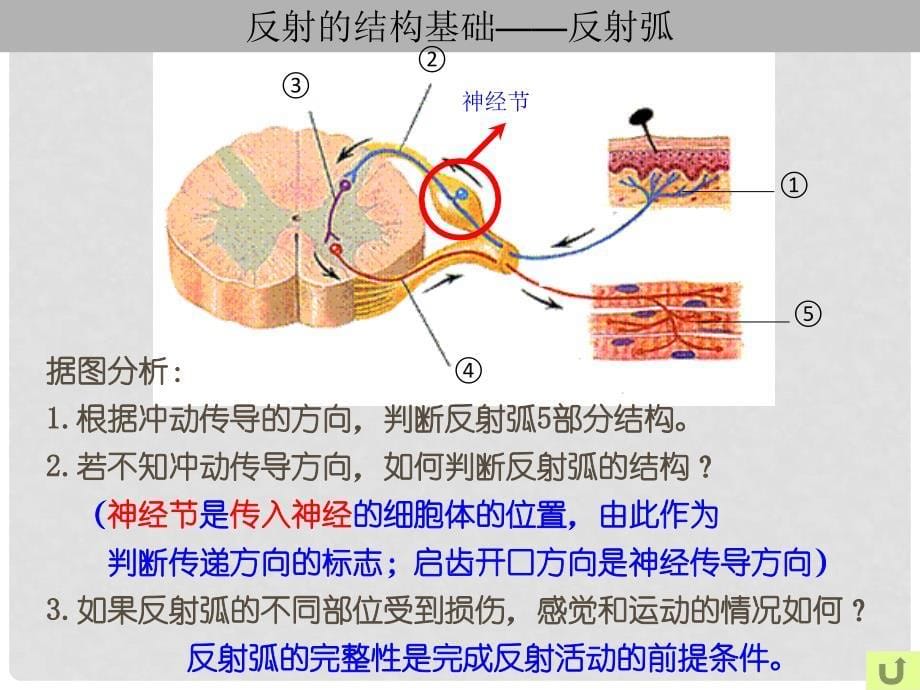 高中生物 第二册 第5章 生物体对信息的传递和调节 5.2 神经系统中信息的传递和调节课件3 沪科版_第5页