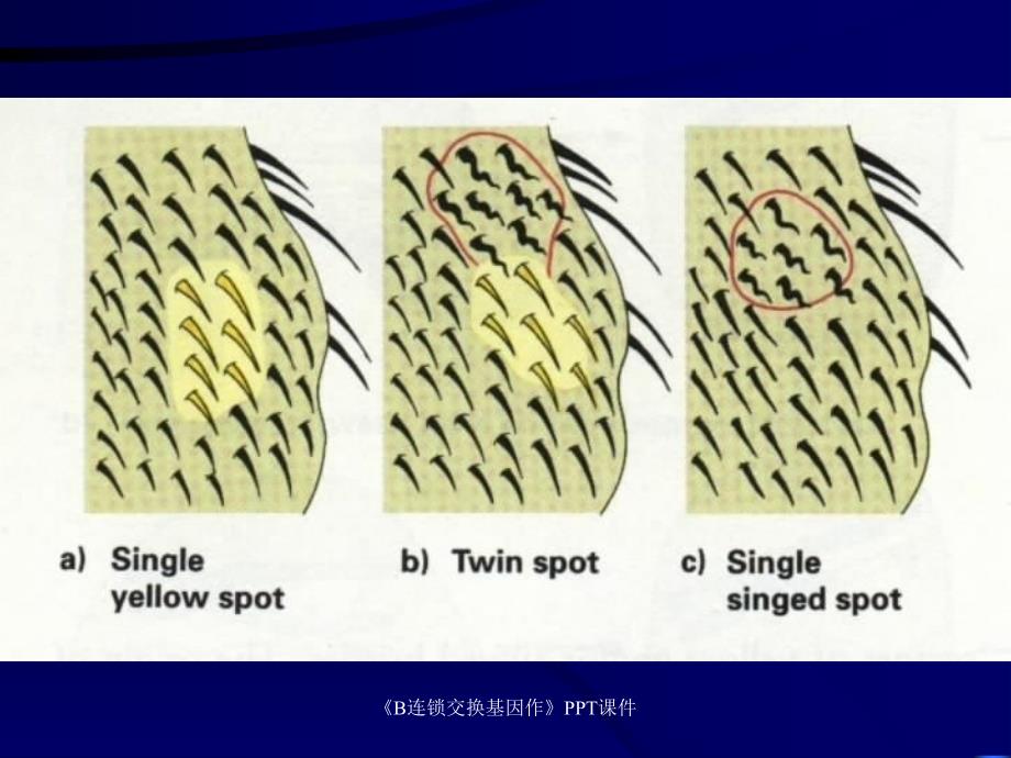 B连锁交换基因作课件_第2页