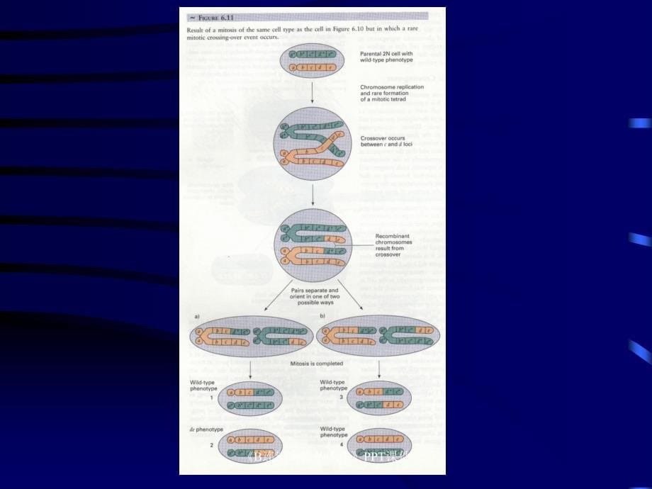 B连锁交换基因作课件_第5页