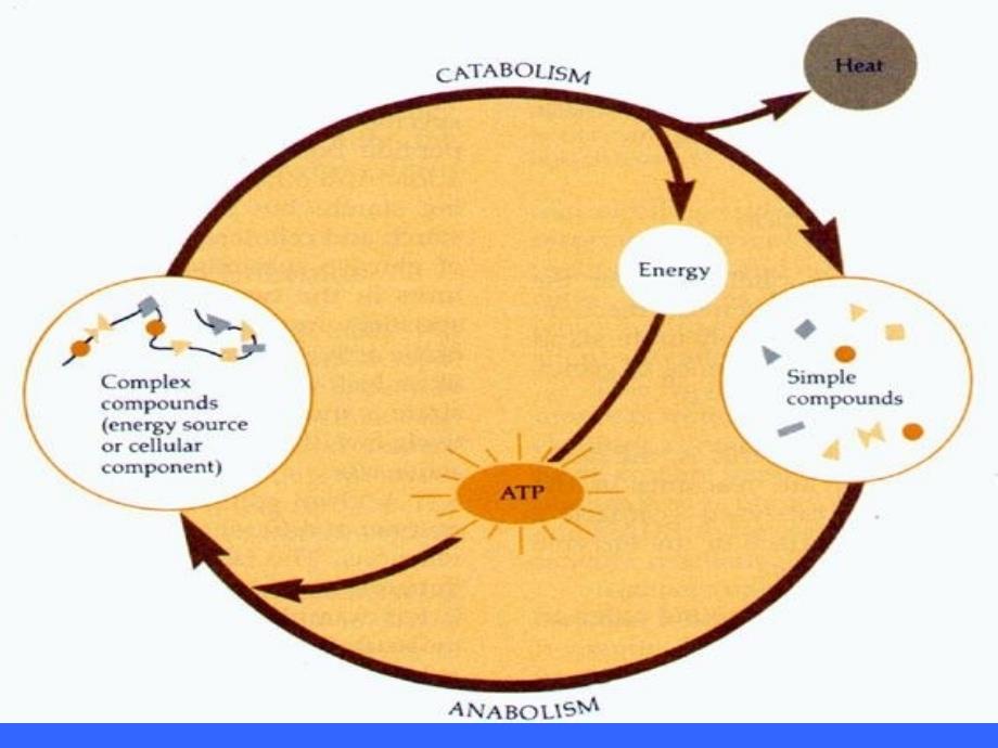 江南大学微生物综合_第3页