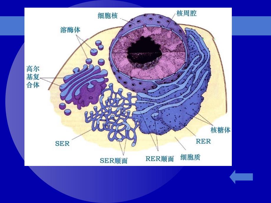 内质网的结构域功能_第3页