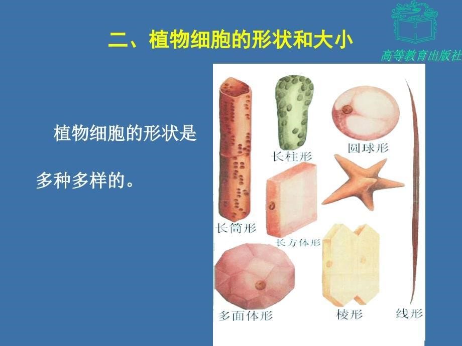 植物体营养器官的结构和功能_第5页