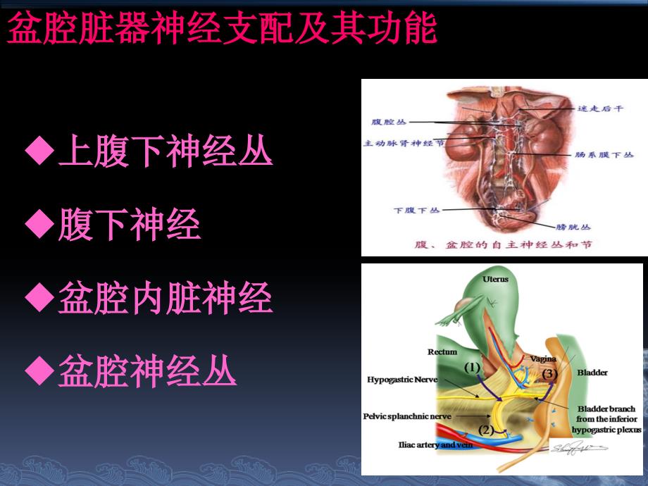 盆腔解剖与保留神经的腹腔镜下广泛子宫切除术_第4页