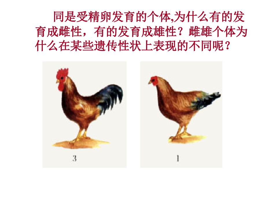 伴性遗传公开课1_第3页