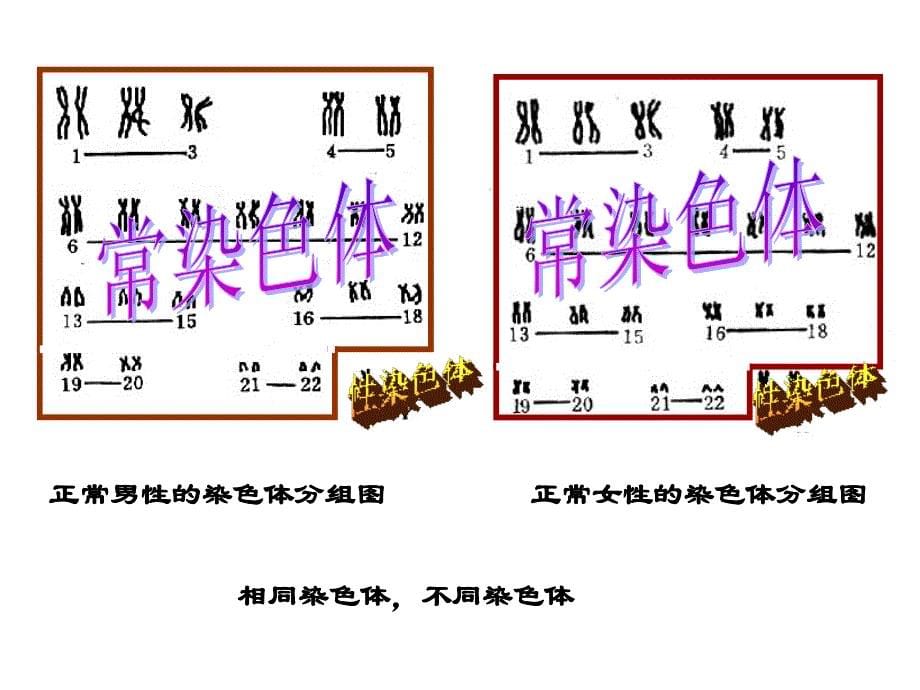 伴性遗传公开课1_第5页