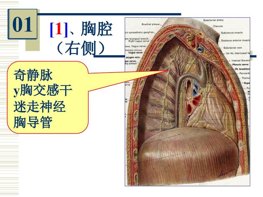 2005-2006-1《麻醉解剖》实验考4 (2)_第3页