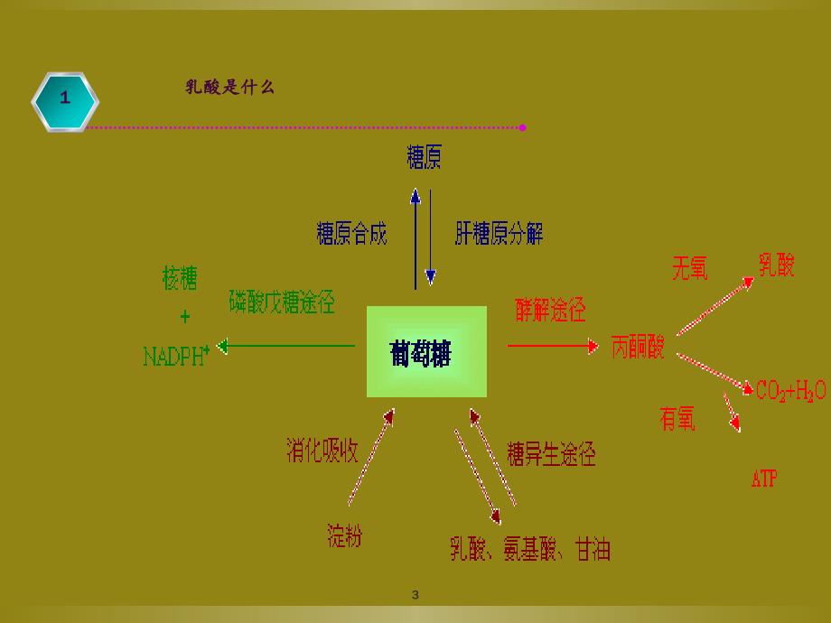 乳酸升高临床分析ppt课件_第3页