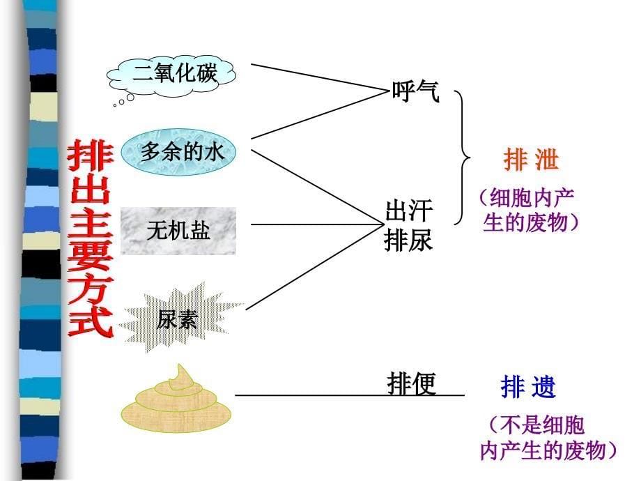 《尿的形成与排出》PPT课件_第5页