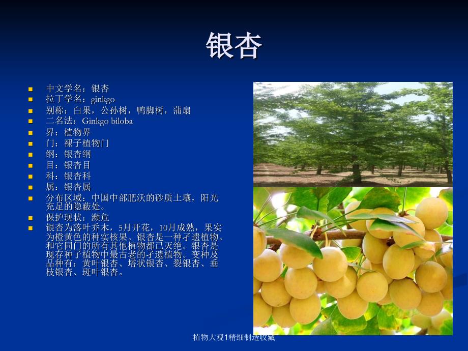 植物大观1精细制造收藏课件_第1页
