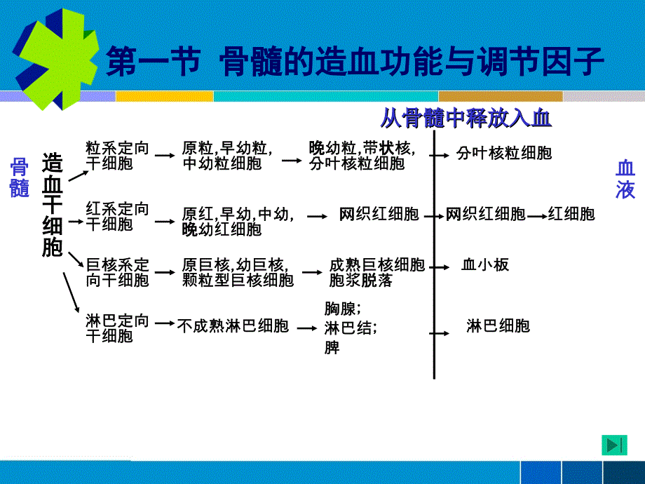 cc第7章药物对血液系统的毒性作用_第2页