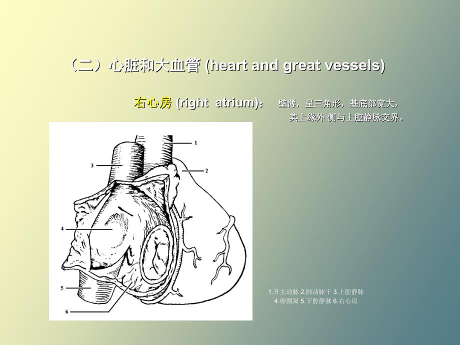 心脏彩超操作_第4页