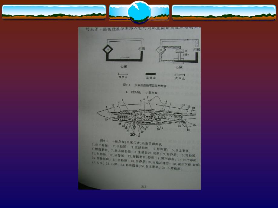 九章循环系统CIRCULARSYSTGMP_第3页