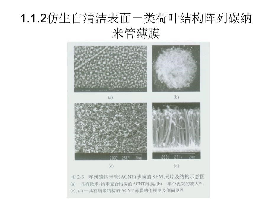 材料科学基础：自然界中具有特殊表面性能的生物体_第5页