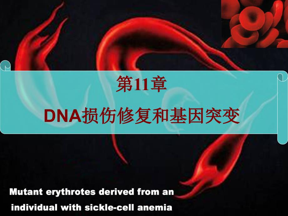 医学分子生物学上课用11.DNA损伤修复和基因突变_第1页