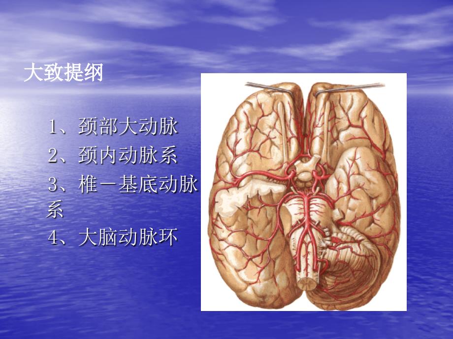 头颈部血管解剖_第3页