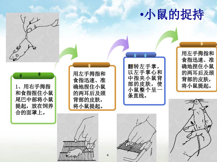 药理学动物实验基本方法ppt课件_第4页