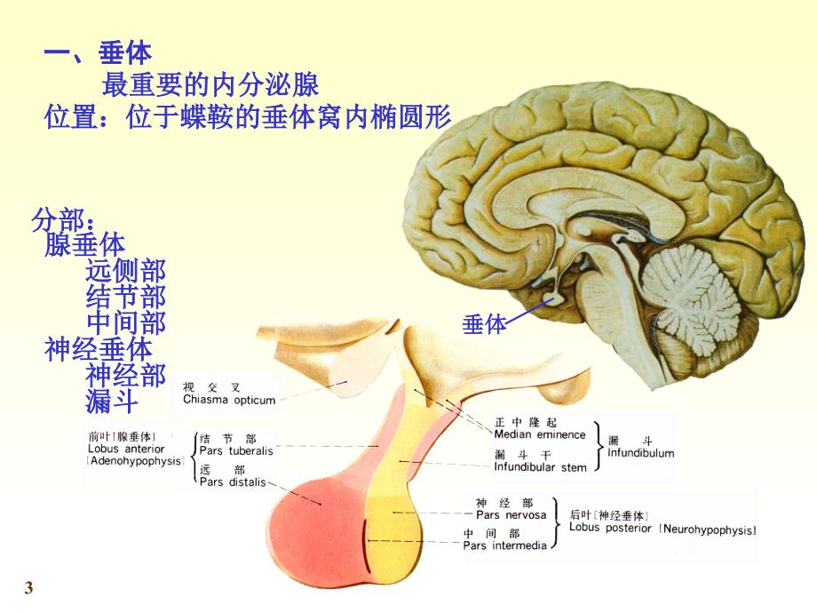 《系统解剖学》第七版教学课件：chapter21内分泌_第3页