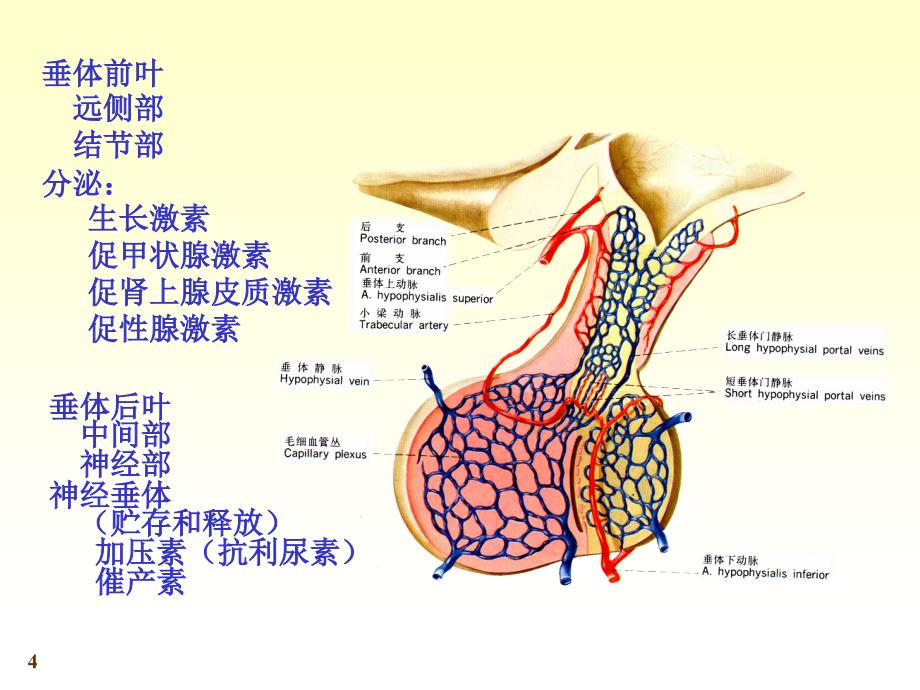 《系统解剖学》第七版教学课件：chapter21内分泌_第4页