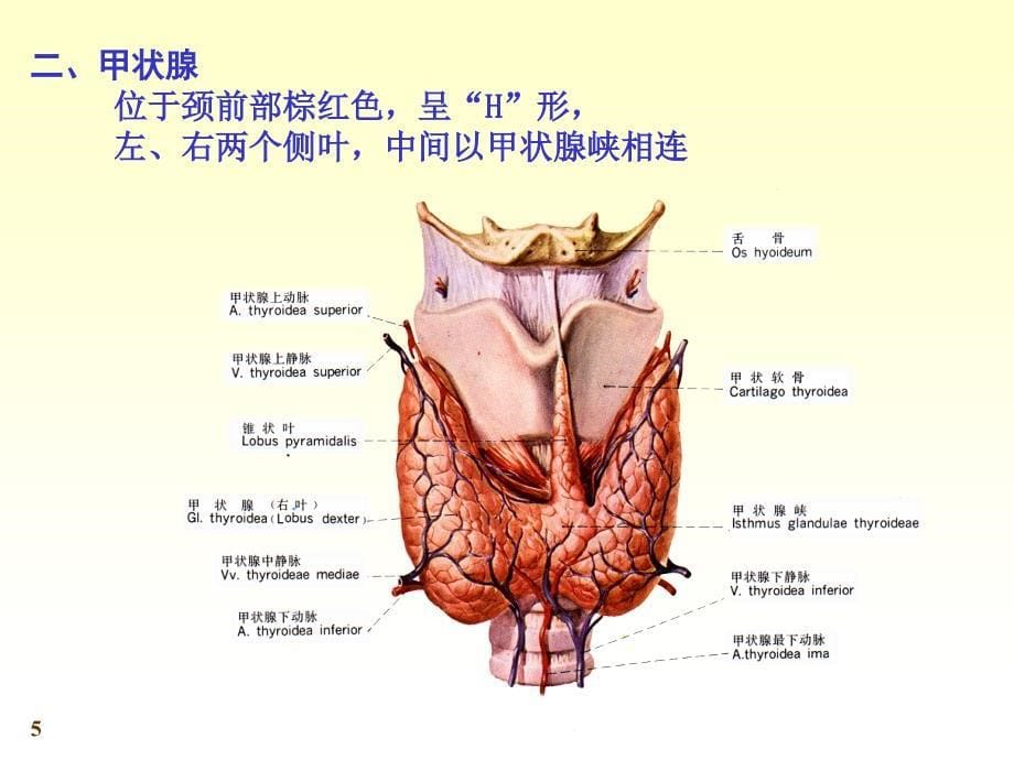 《系统解剖学》第七版教学课件：chapter21内分泌_第5页