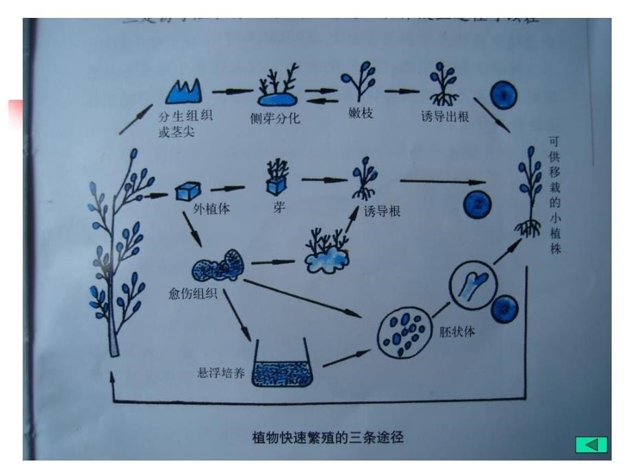 植物器官培养_第5页