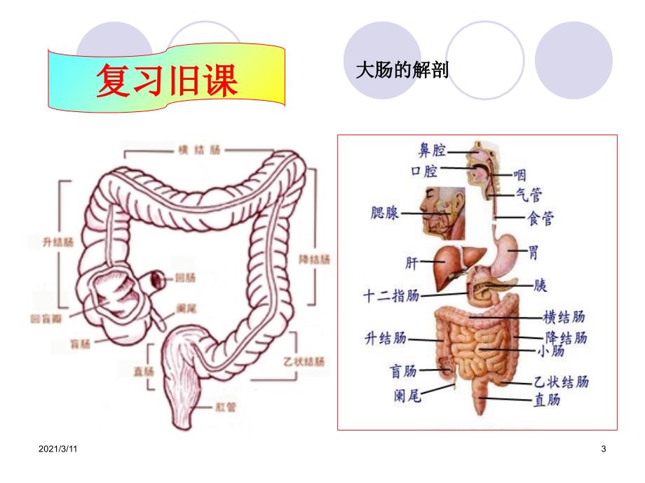 基础护理学之灌肠法PPT_第3页