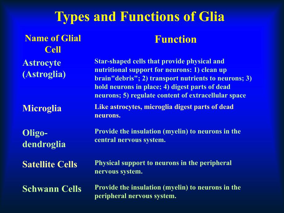神经元和神经胶质细胞-胶质细胞_第2页