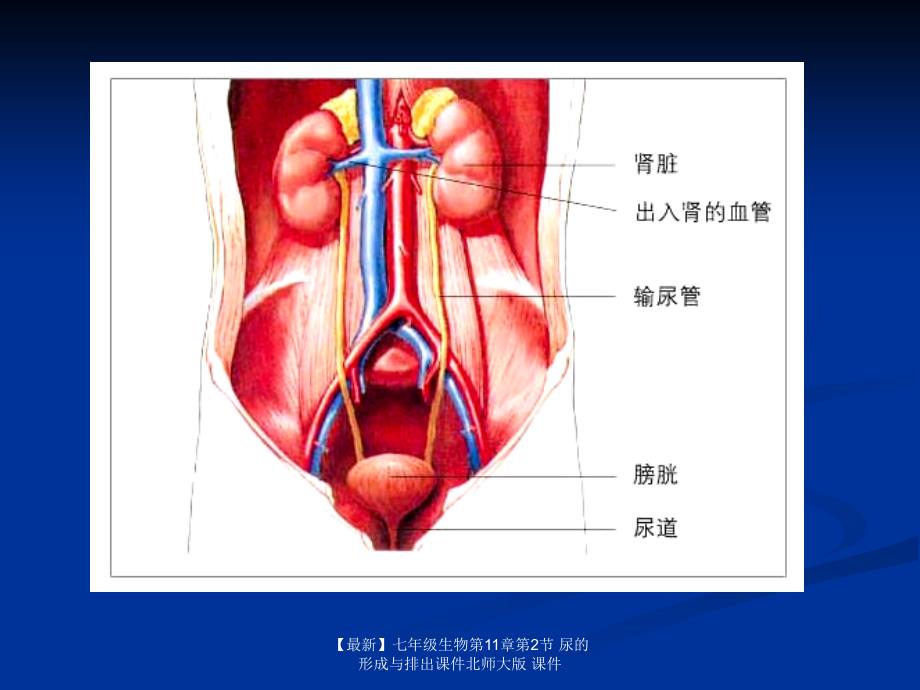 最新七年级生物第11章第2节尿的形成与排出课件北师大版课件_第2页