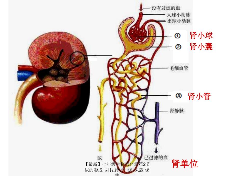 最新七年级生物第11章第2节尿的形成与排出课件北师大版课件_第4页